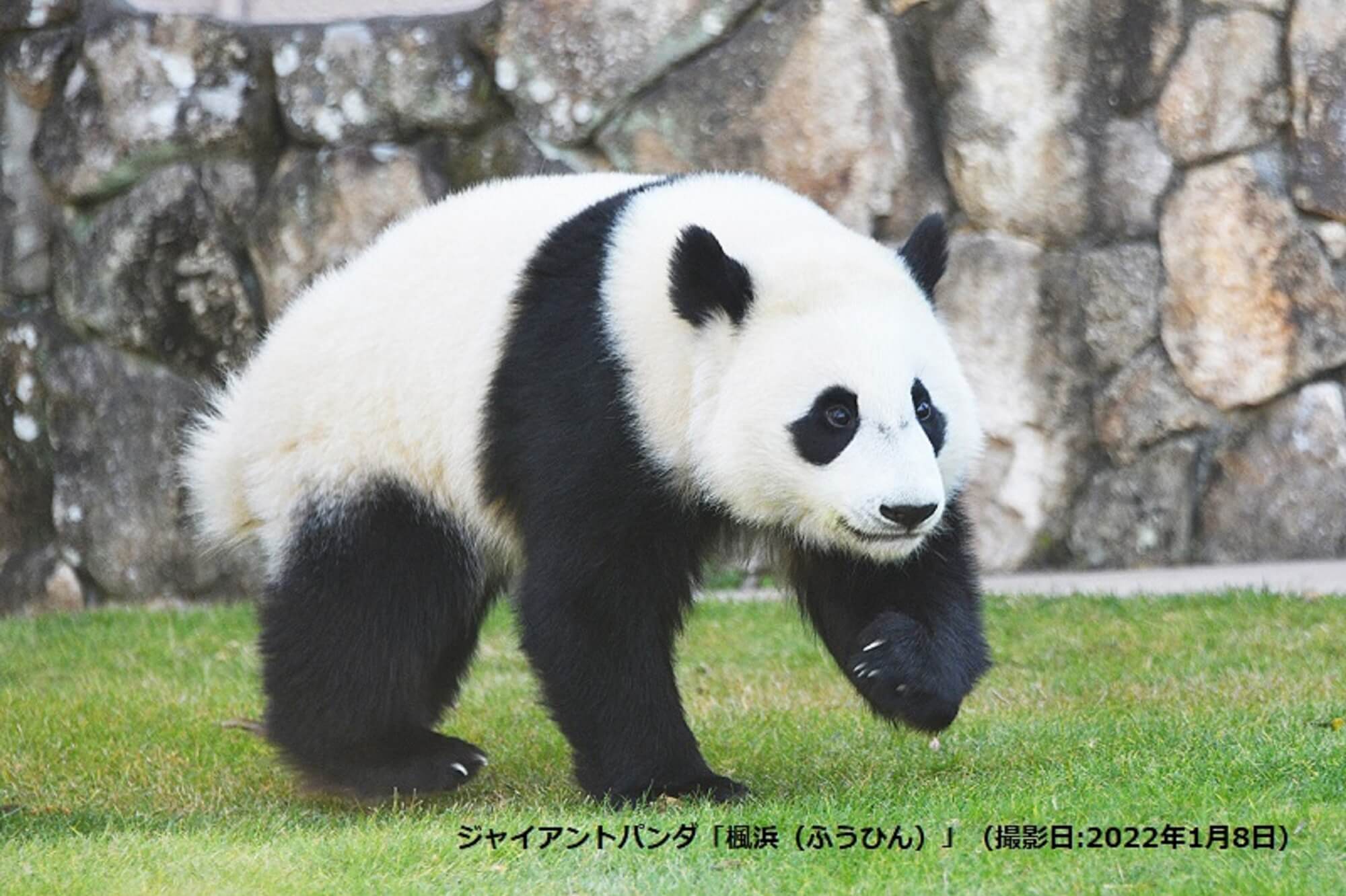 パンダと出会える動物園を満喫！思い出に残る1泊2日和歌山旅行
