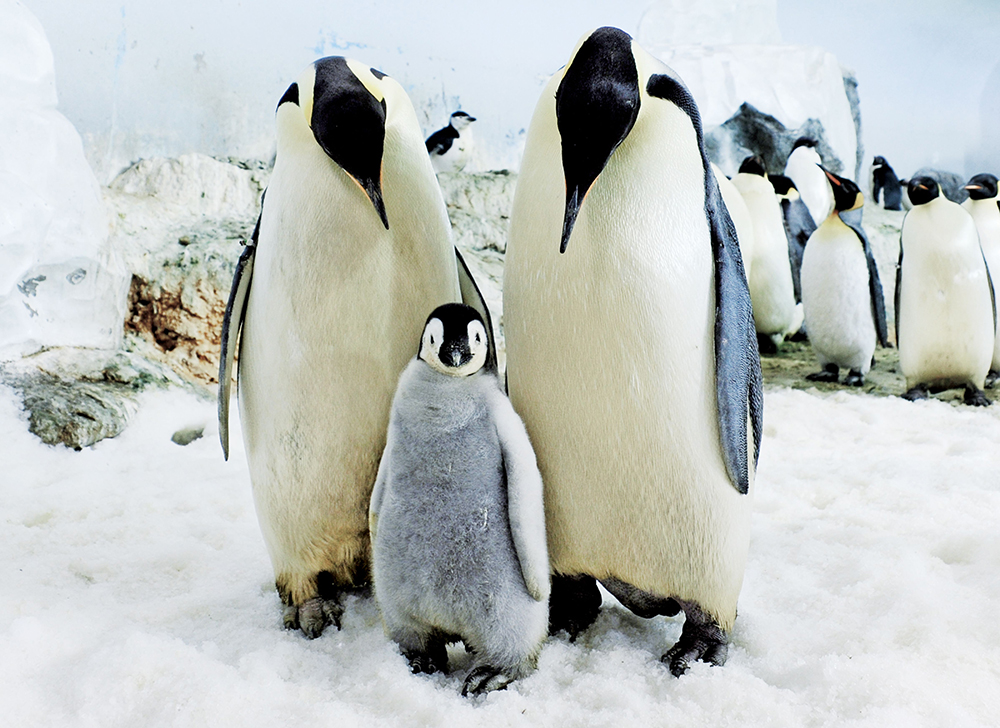 アドベンチャーワールド